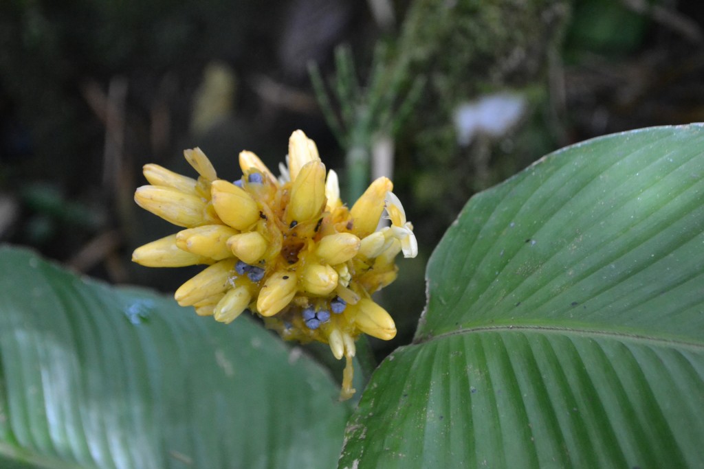 Foto: Centro Biologico Las Quebradas - Las Quebradas de Perez Zeledón (San José), Costa Rica
