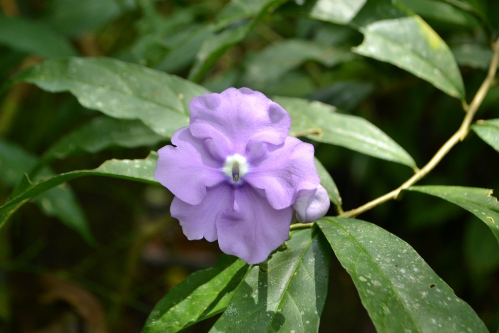 Foto: Centro Biologico Las Quebradas - Las Quebradas de Perez Zeledón (San José), Costa Rica