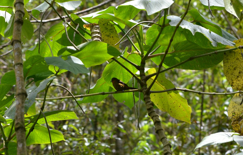 Foto: Centro Biologico Las Quebradas - Las Quebradas de Perez Zeledón (San José), Costa Rica