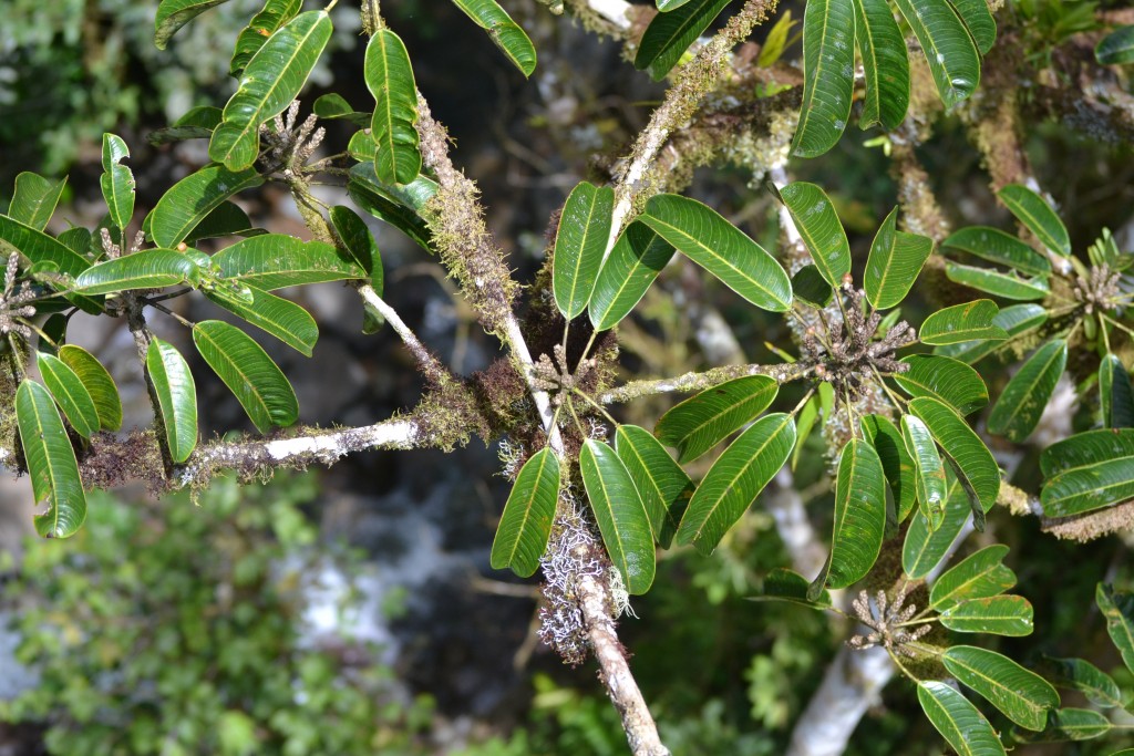 Foto: Centro Biologico Las Quebradas - Las Quebradas de Perez Zeledón (San José), Costa Rica