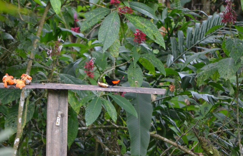 Foto: Centro Biologico Las Quebradas - Las Quebradas de Perez Zeledón (San José), Costa Rica