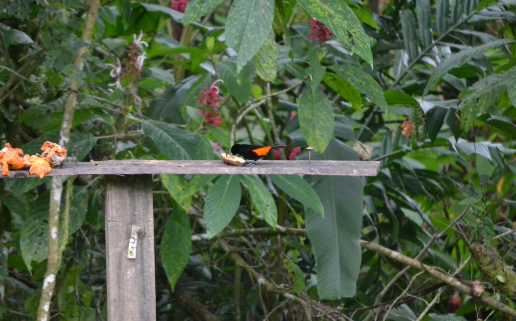 Foto: Centro Biologico Las Quebradas - Las Quebradas de Perez Zeledón (San José), Costa Rica