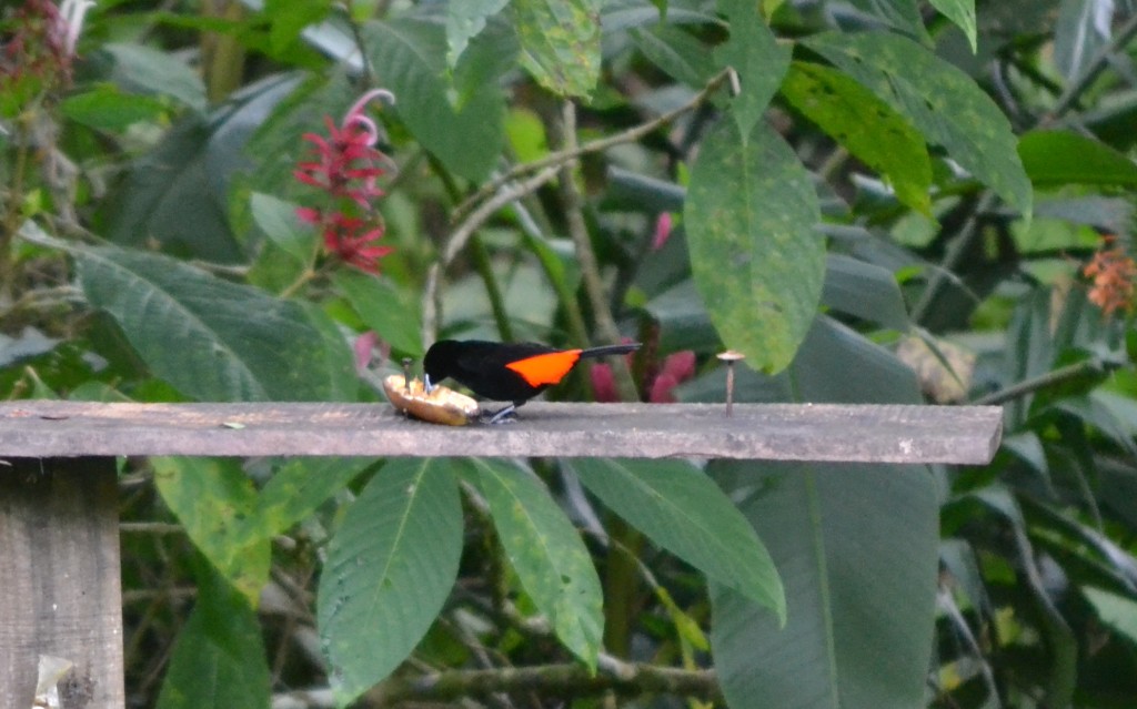 Foto: Centro Biologico Las Quebradas - Las Quebradas de Perez Zeledón (San José), Costa Rica