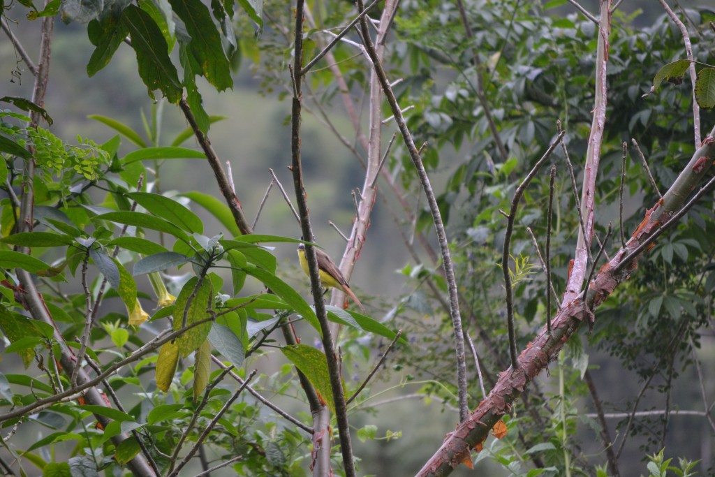 Foto: Centro Biologico Las Quebradas - Las Quebradas de Perez Zeledón (San José), Costa Rica