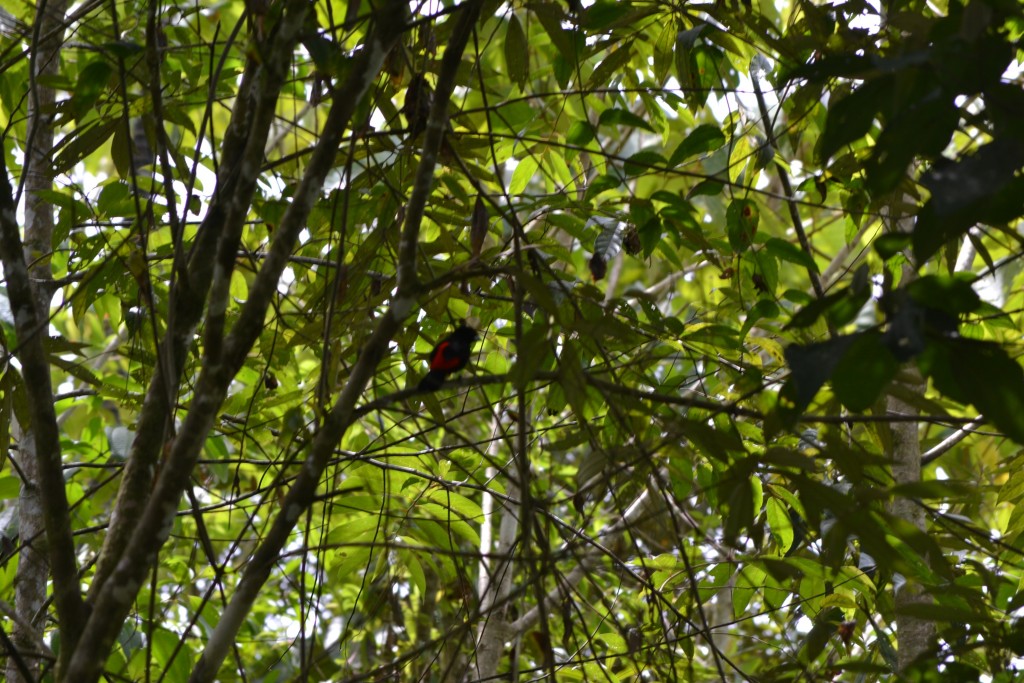 Foto: Centro Biologico Las Quebradas - Las Quebradas de Pérez Zeledón (San José), Costa Rica