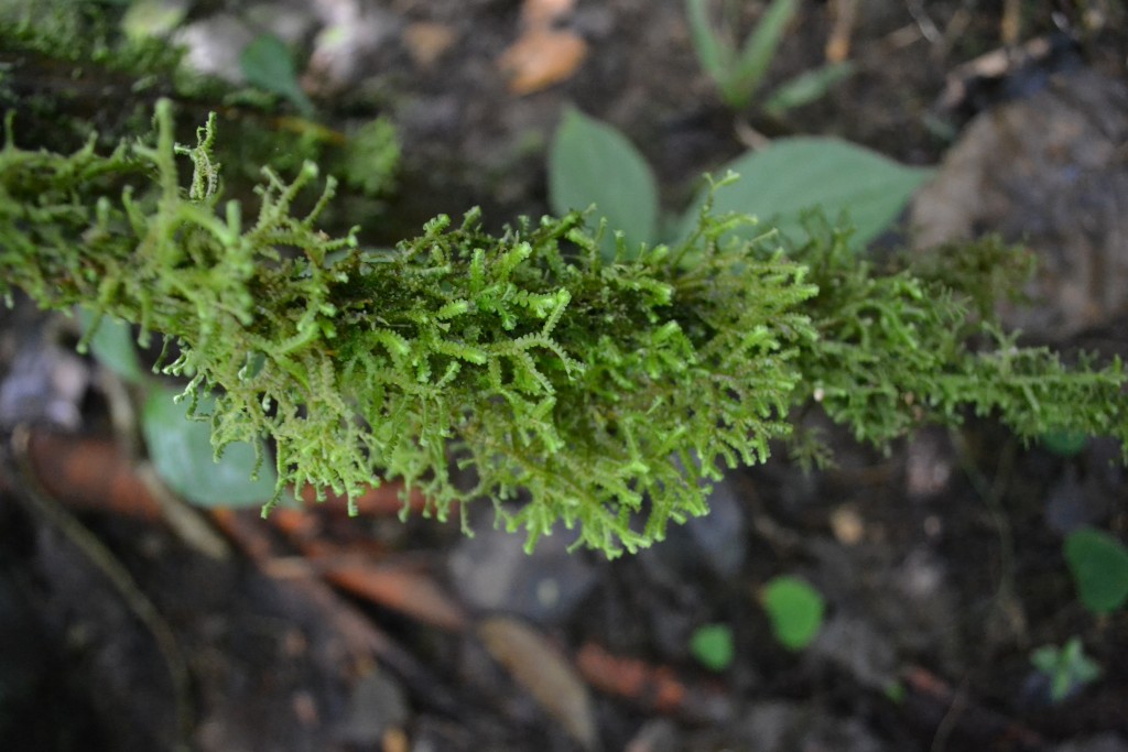 Foto: Centro Biologico Las Quebradas - Las Quebradas de Pérez Zeledón (San José), Costa Rica
