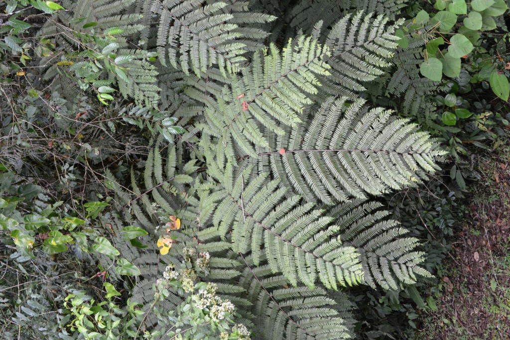 Foto: Centro Biologico Las Quebradas - Las Quebradas de Pérez Zeledón (San José), Costa Rica