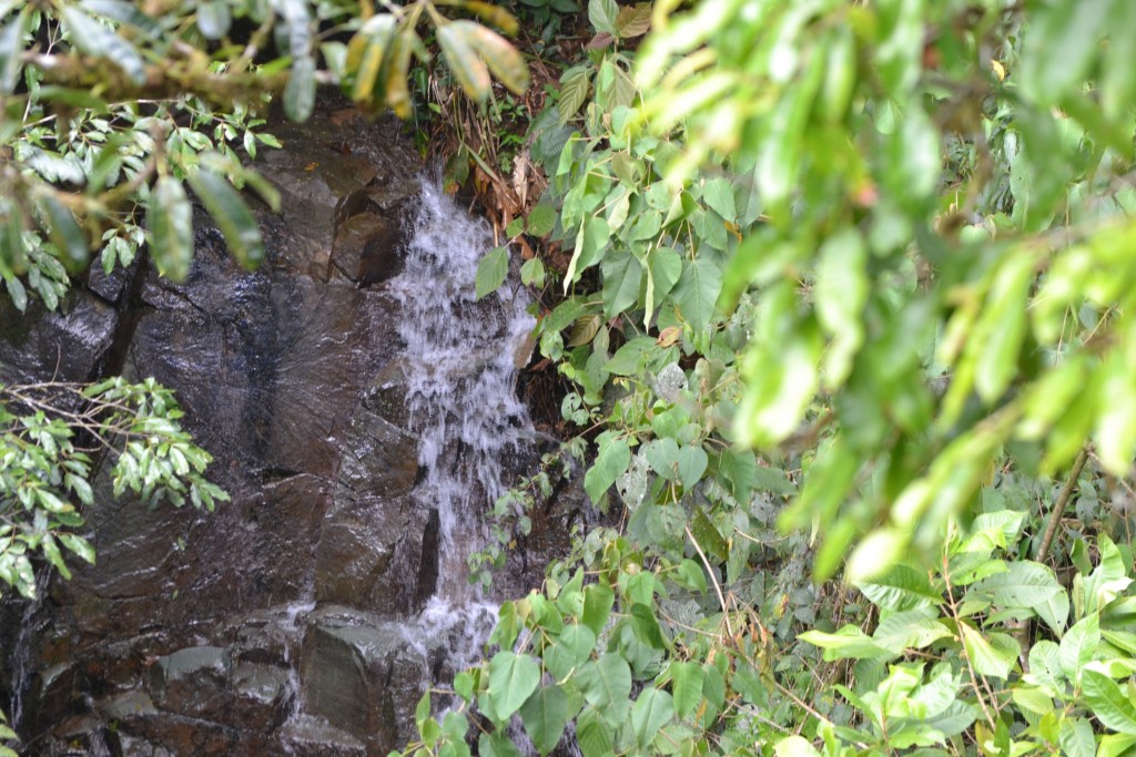 Foto: Centro Biologico Las Quebradas - Las Quebradas de Pérez Zeledón (San José), Costa Rica