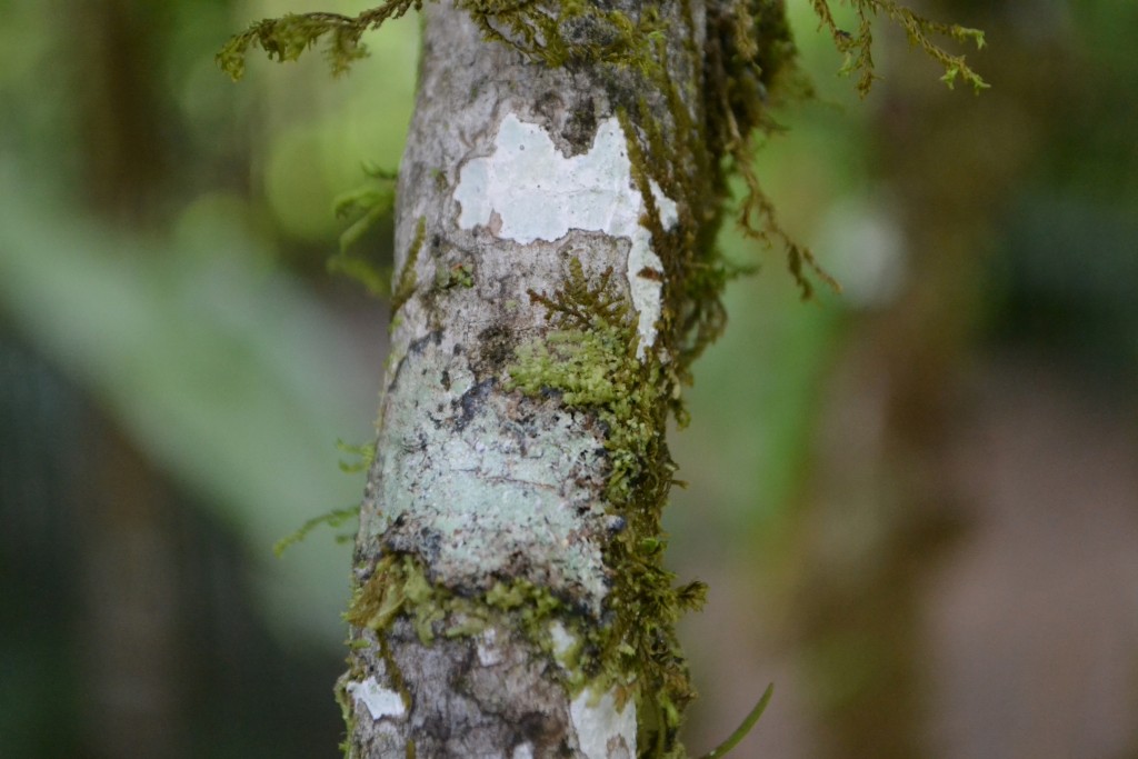 Foto: Centro Biologico Las Quebradas - Las Quebradas de Pérez Zeledón (San José), Costa Rica