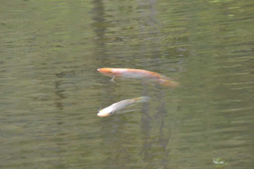 Foto: Centro Biologico Las Quebradas - La Quebradas de Pérez Zeledón (San José), Costa Rica