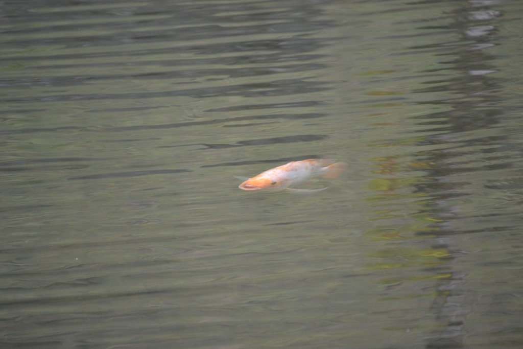 Foto: Centro Biologico Las Quebradas - La Quebradas de Pérez Zeledón (San José), Costa Rica