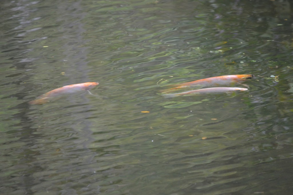 Foto: Centro Biologico Las Quebradas - La Quebradas de Pérez Zeledón (San José), Costa Rica