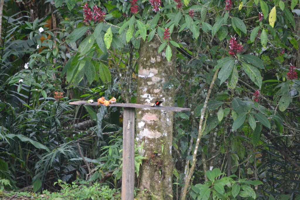 Foto: Centro Biologico Las Quebradas - La Quebradas de Pérez Zeledón (San José), Costa Rica
