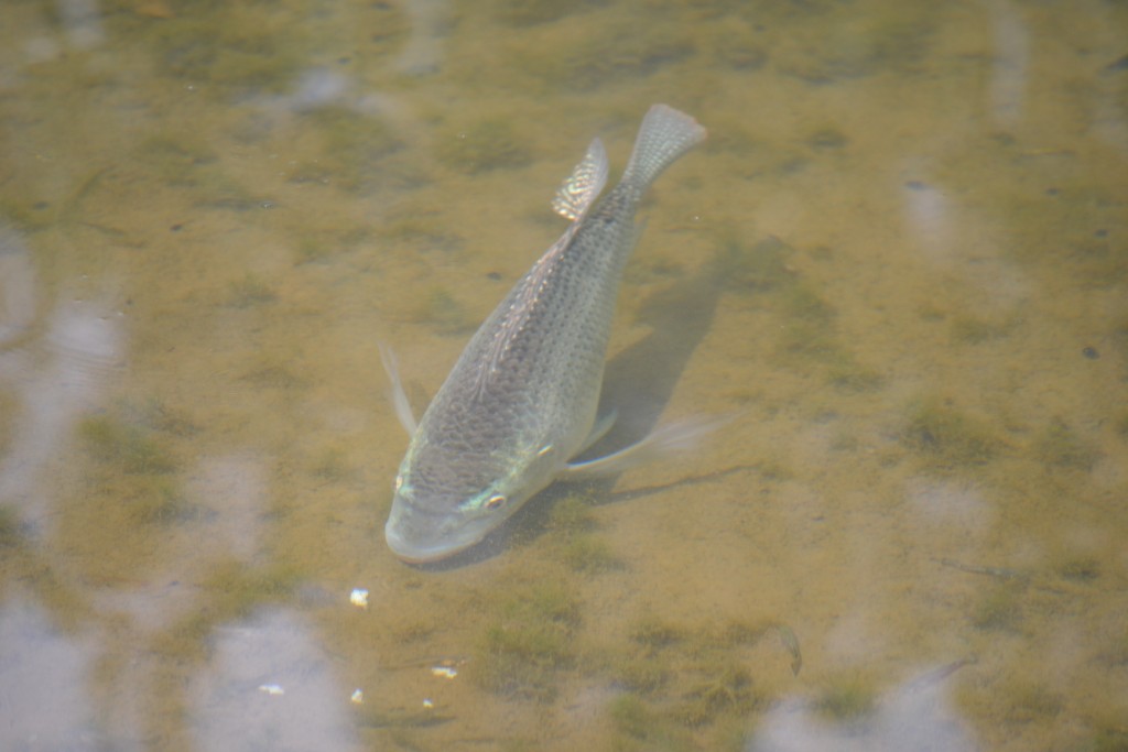 Foto: Las Quebradas - La Quebradas de Pérez Zeledón (San José), Costa Rica