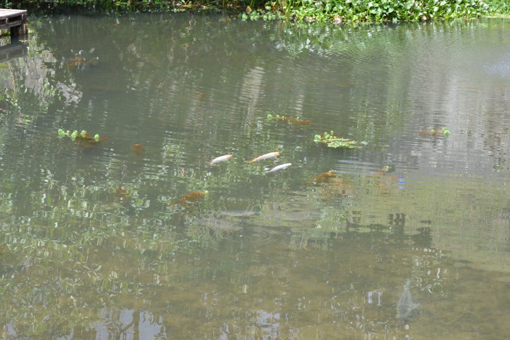 Foto: Las Quebradas - La Quebradas de Pérez Zeledón (San José), Costa Rica
