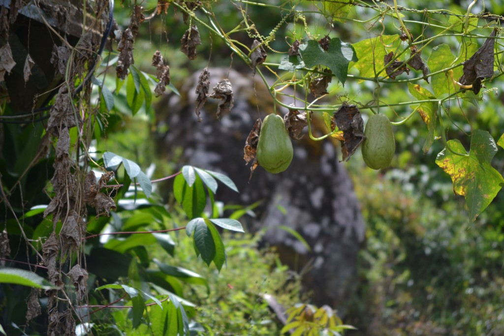Foto: Centro Biologico,Las Quebradas, Pérez  Zeledón - La Quebradas de Pérez Zeledón (San José), Costa Rica
