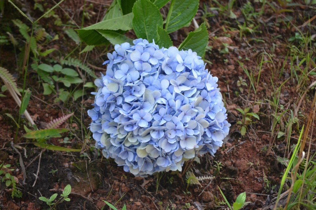 Foto: Centro Biologico,Las Quebradas, Pérez  Zeledón - La Quebradas de Pérez Zeledón (San José), Costa Rica