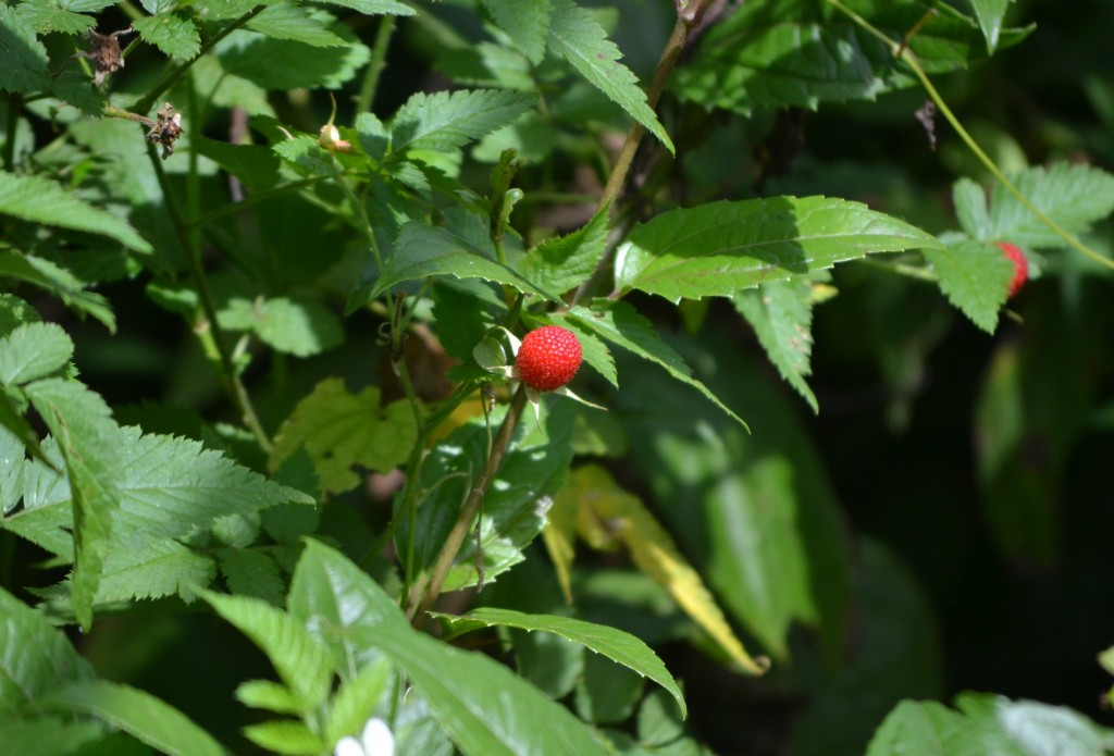 Foto: Centro Biologico,Las Quebradas, Pérez  Zeledón - La Quebradas de Pérez Zeledón (San José), Costa Rica