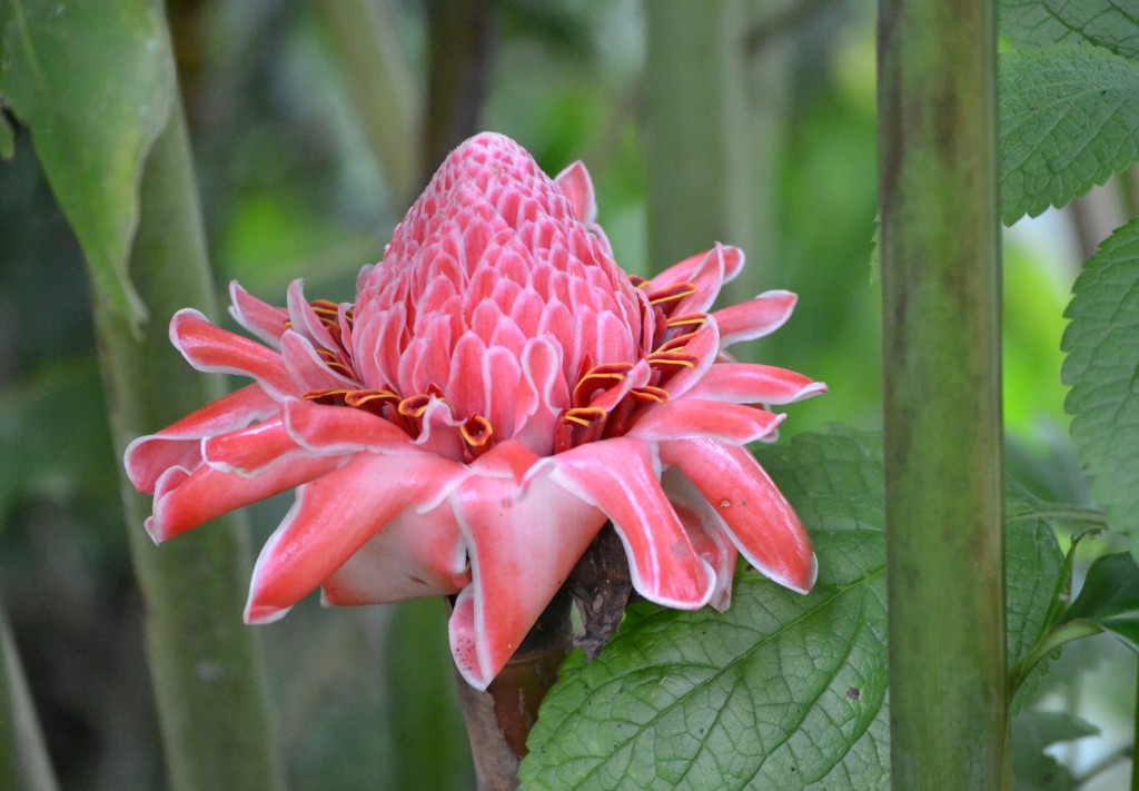 Foto: Centro Biologico,Las Quebradas, Pérez  Zeledón - La Quebradas de Pérez Zeledón (San José), Costa Rica