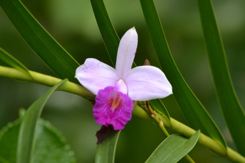 Foto: Centro Biologico,Las Quebradas, Pérez  Zeledón - La Quebradas de Pérez Zeledón (San José), Costa Rica