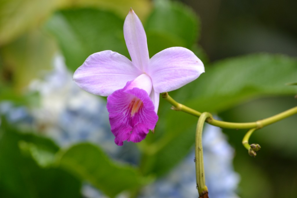 Foto: Centro Biologico,Las Quebradas, Pérez  Zeledón - La Quebradas de Pérez Zeledón (San José), Costa Rica