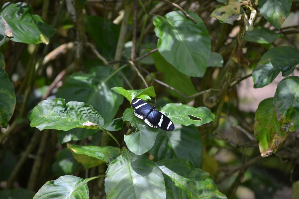 Foto: Centro Biologico,Las Quebradas, Pérez  Zeledón - La Quebradas de Pérez Zeledón (San José), Costa Rica