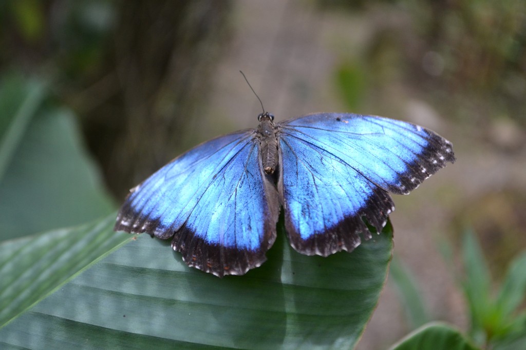 Foto: Centro Biologico,Las Quebradas, Pérez  Zeledón - La Quebradas de Pérez Zeledón (San José), Costa Rica