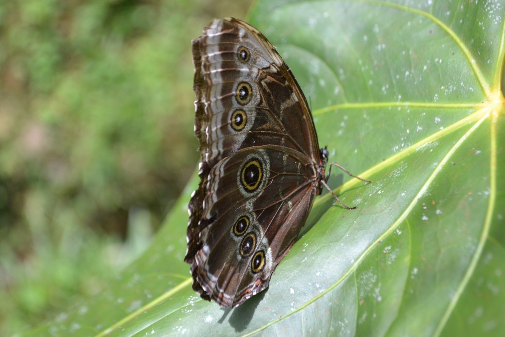 Foto: Centro Biologico,Las Quebradas, Pérez  Zeledón - La Quebradas de Pérez Zeledón (San José), Costa Rica