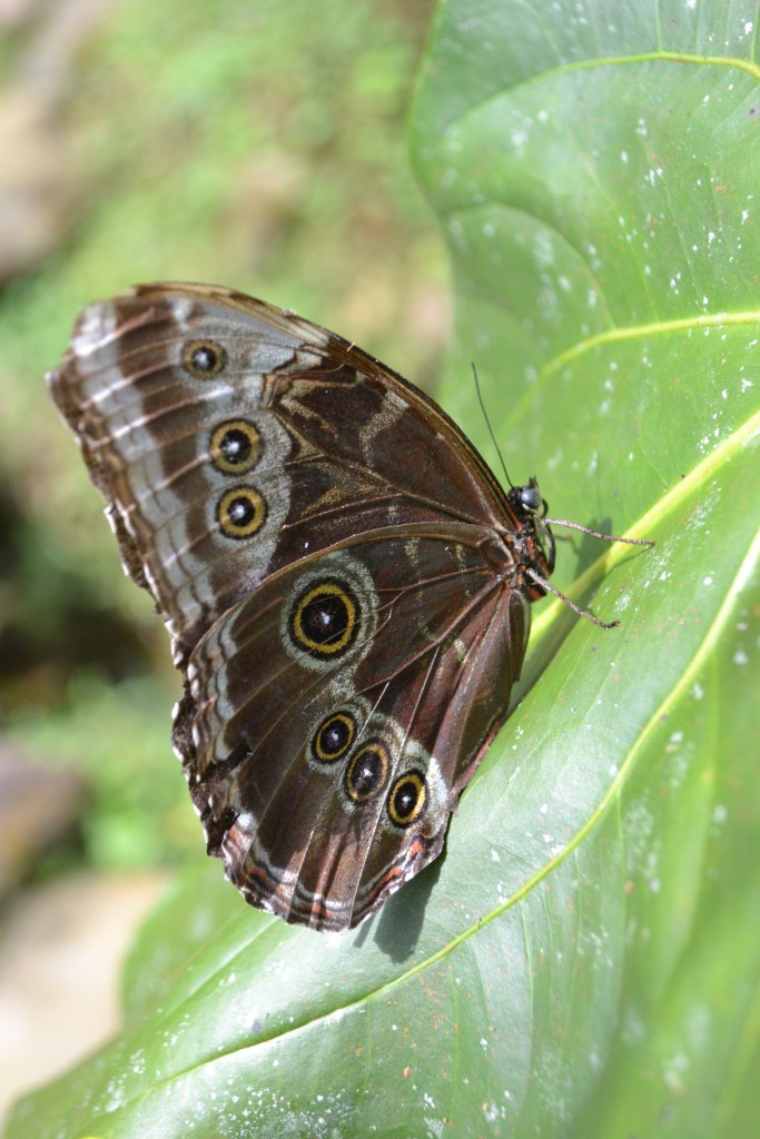Foto: Centro Biologico,Las Quebradas, Pérez  Zeledón - La Quebradas de Pérez Zeledón (San José), Costa Rica