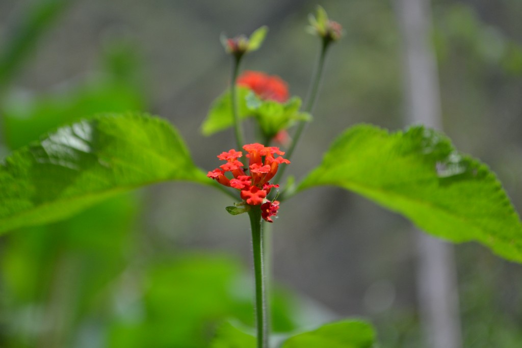 Foto: Centro Biologico,Las Quebradas, Pérez  Zeledón - La Quebradas de Pérez Zeledón (San José), Costa Rica