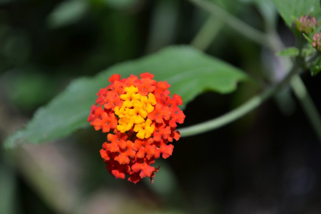 Foto: Centro Biologico,Las Quebradas, Pérez  Zeledón - La Quebradas de Pérez Zeledón (San José), Costa Rica