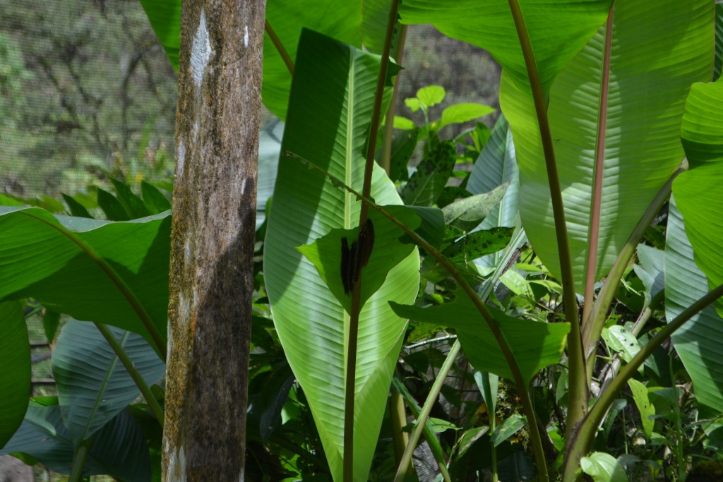 Foto: Centro Biologico,Las Quebradas, Pérez  Zeledón - La Quebradas de Pérez Zeledón (San José), Costa Rica