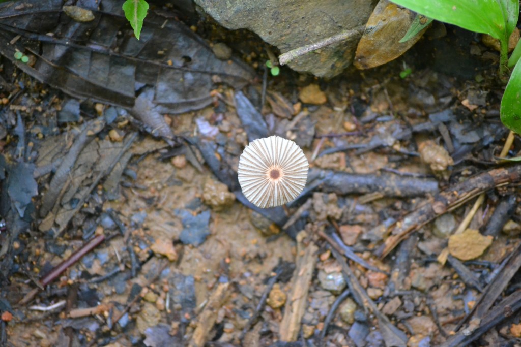 Foto: Centro biologico Las Quebradas - Las Quebradas de Pérez Zeledón (San José), Costa Rica