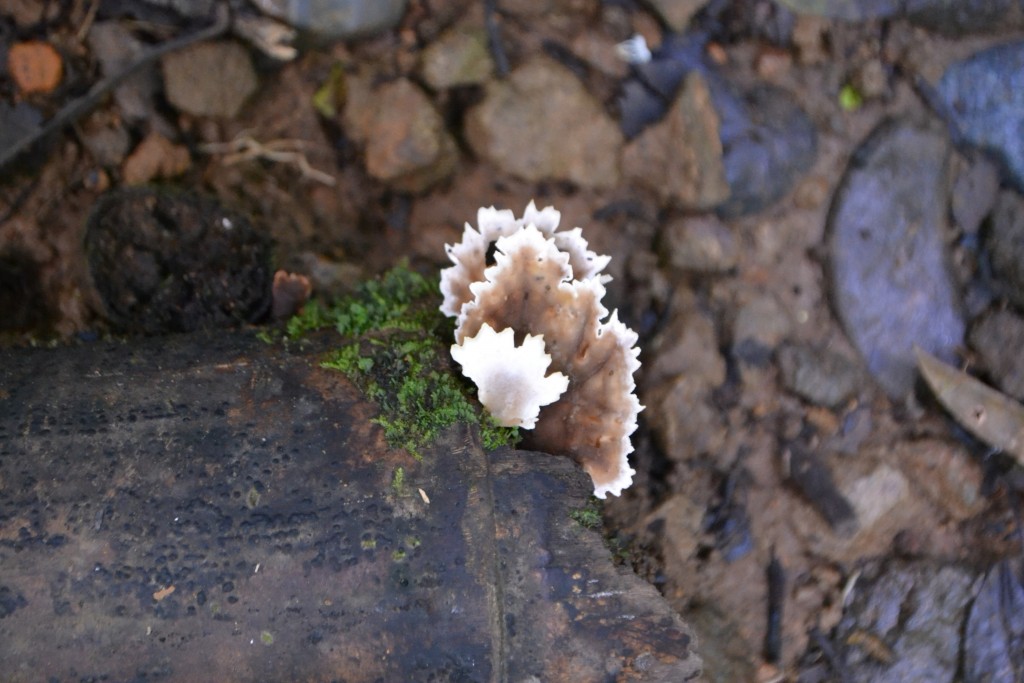Foto: Centro biologico Las Quebradas - Las Quebradas de Pérez Zeledón (San José), Costa Rica