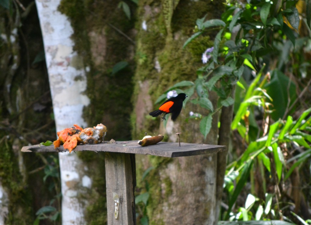 Foto: Centro biologico Las Quebradas - Las Quebradas de Pérez Zeledón (San José), Costa Rica