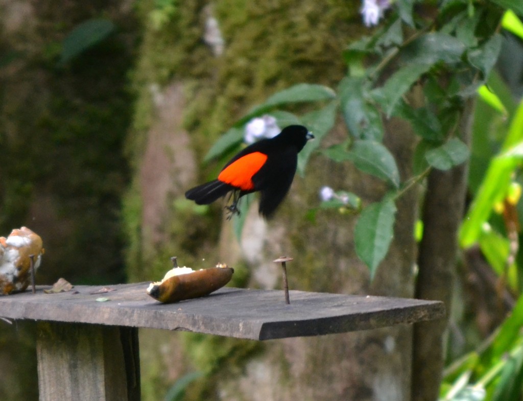 Foto: Centro biologico Las Quebradas - Las Quebradas de Pérez Zeledón (San José), Costa Rica