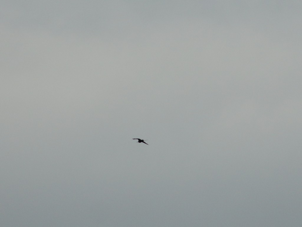 Foto: Una gaviota - Atacames (Esmeraldas), Ecuador