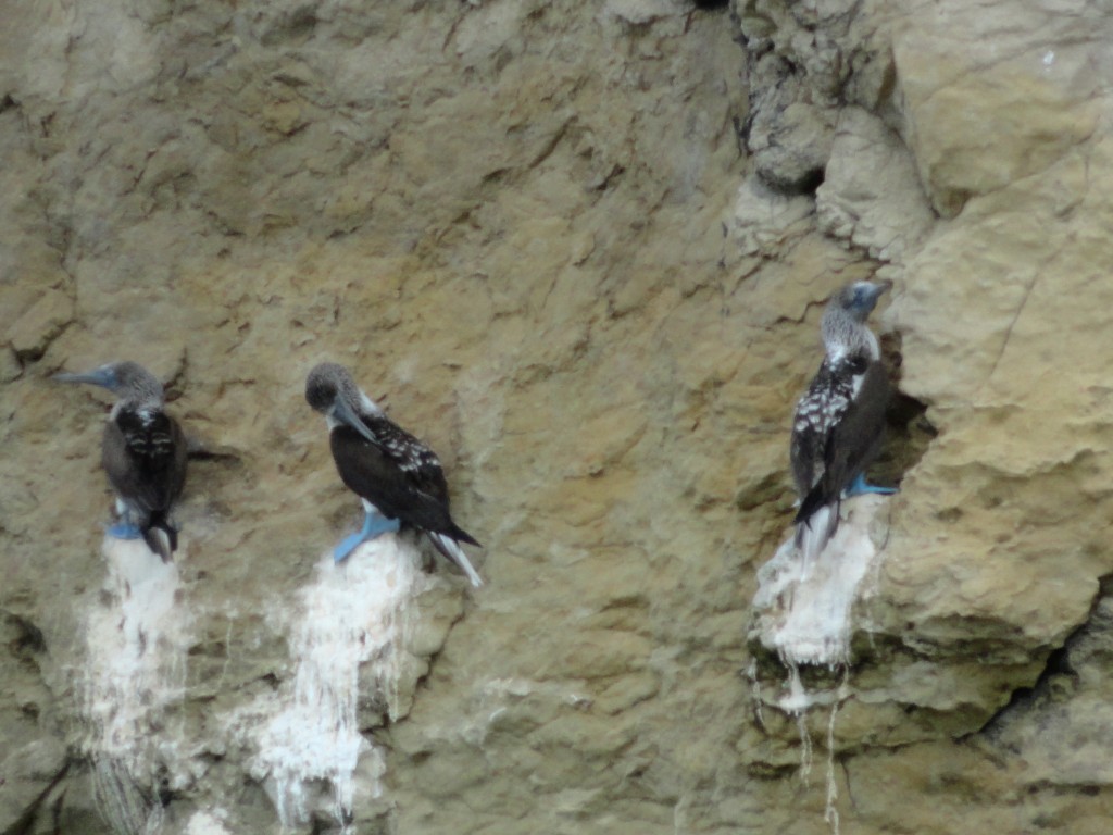 Foto: Lo piqueros - Atacames (Esmeraldas), Ecuador