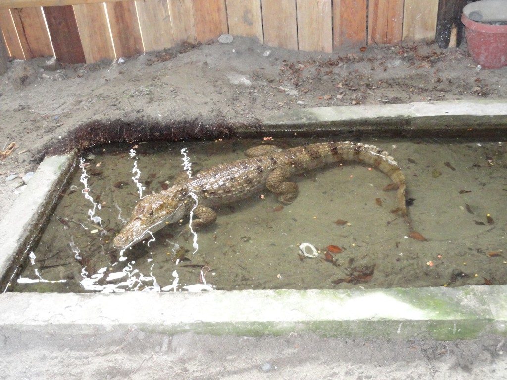 Foto: Cocodrilo - Atacames (Esmeraldas), Ecuador