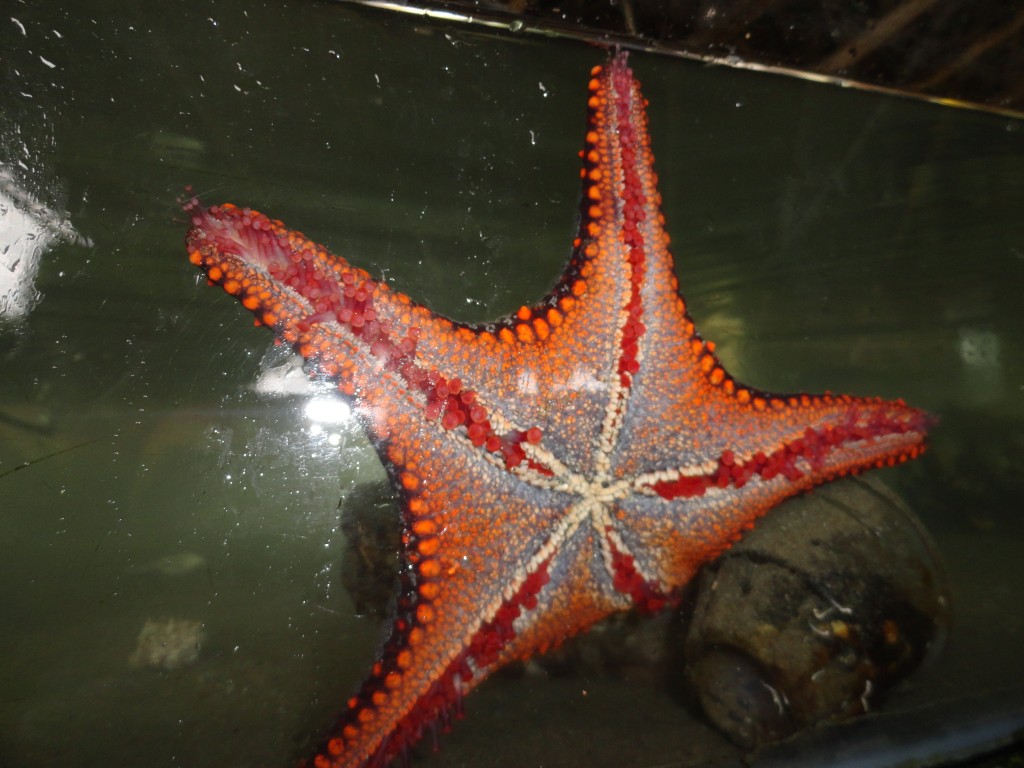 Foto: Estrella marina - Atacames (Esmeraldas), Ecuador