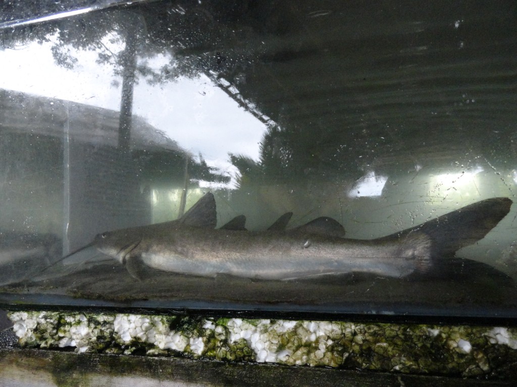 Foto: Bagre - Atacames (Esmeraldas), Ecuador