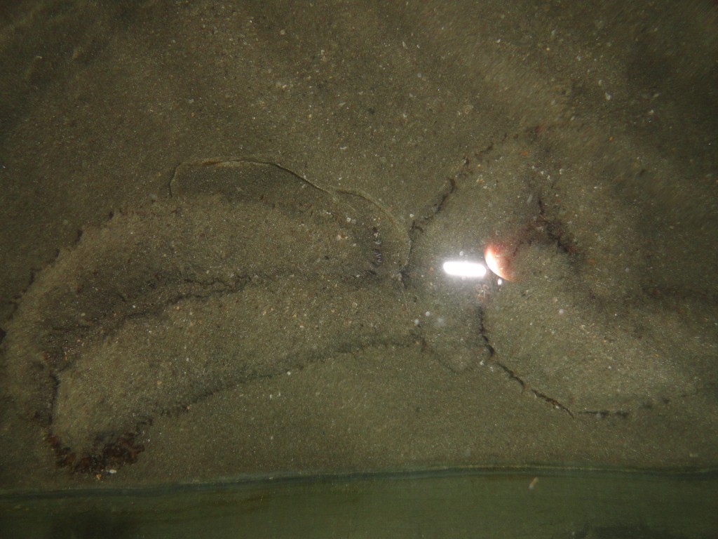 Foto: Pepinillo de mar - Atacames (Esmeraldas), Ecuador