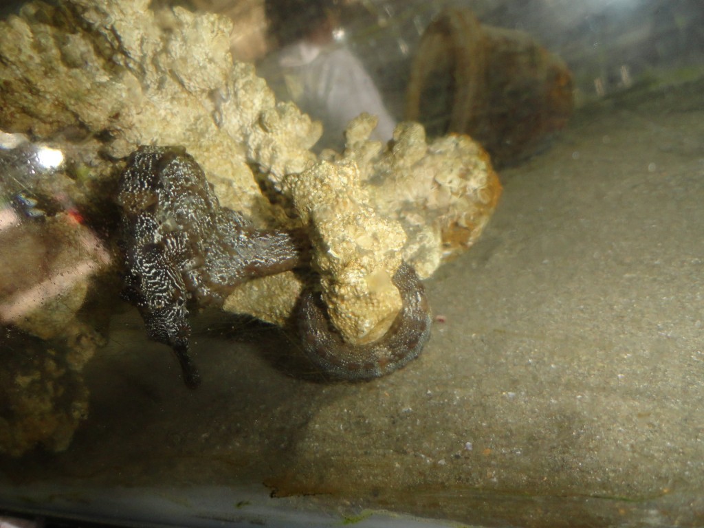 Foto: caballito de mar - Atacames (Esmeraldas), Ecuador