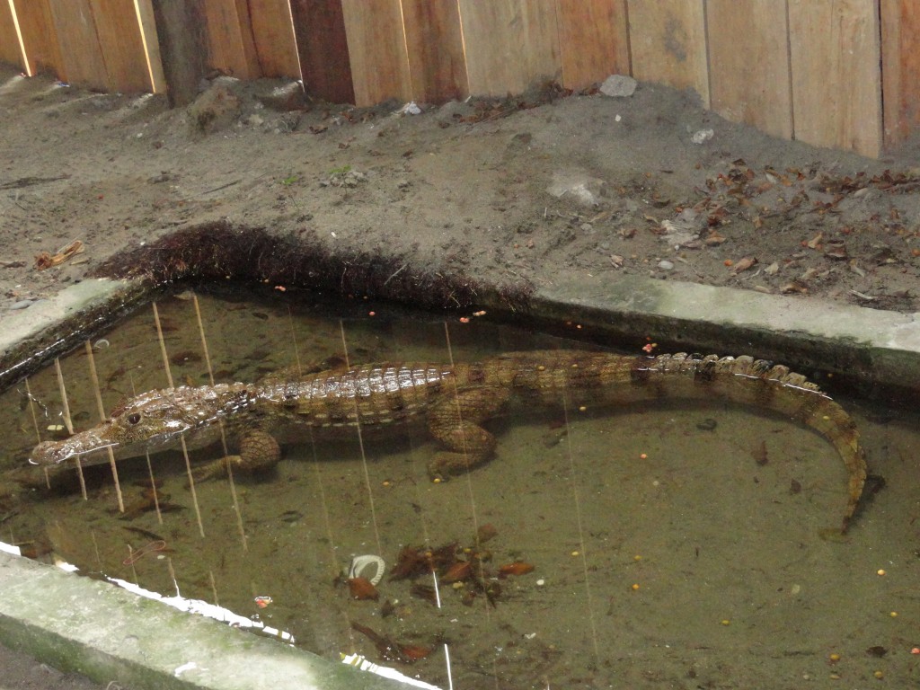 Foto: Cocodrilo - Atacames (Esmeraldas), Ecuador