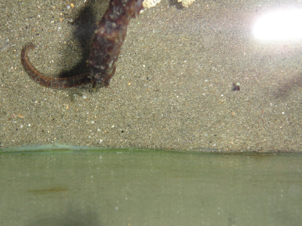 Foto: Caballito de mar - Atacames (Esmeraldas), Ecuador