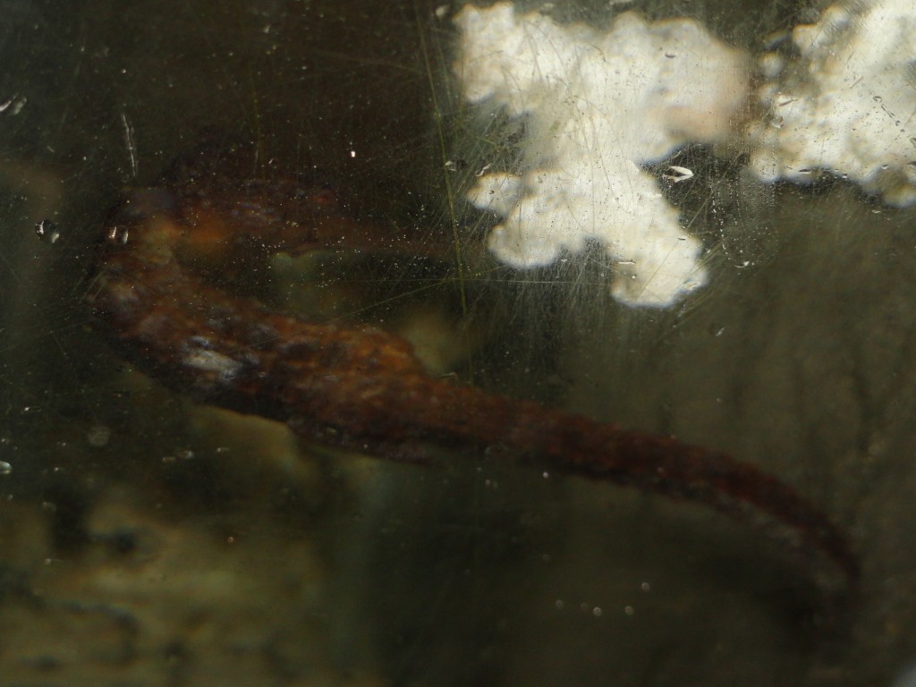 Foto: caballito de mar - Atacames (Esmeraldas), Ecuador