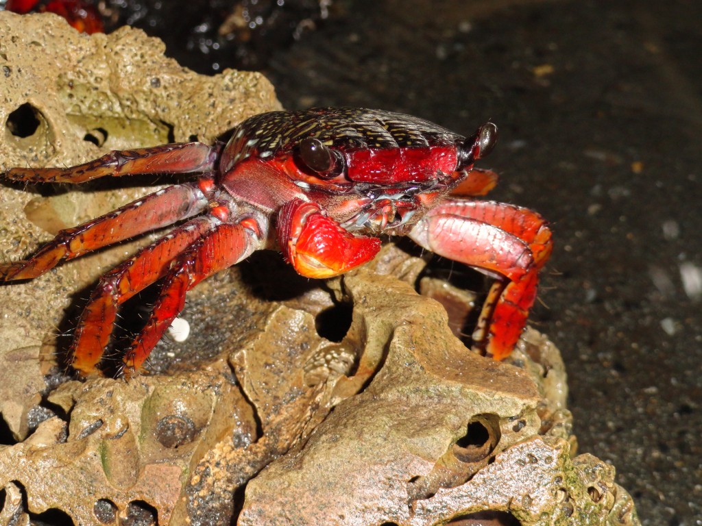 Foto: Cangrejo - Atacames (Esmeraldas), Ecuador