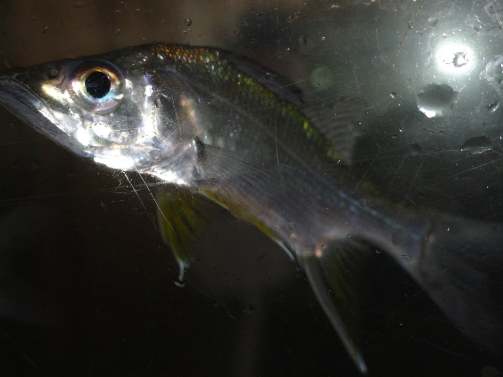 Foto: Pez bebe - Atacames (Esmeraldas), Ecuador