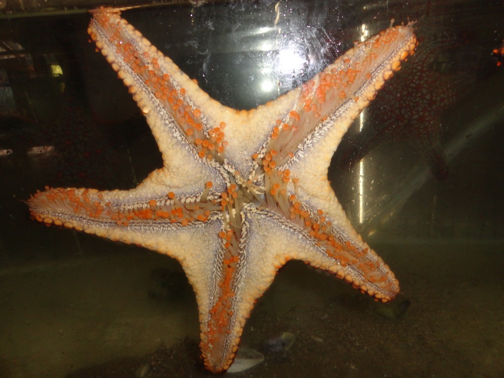 Foto: Estrella marina - Atacames (Esmeraldas), Ecuador