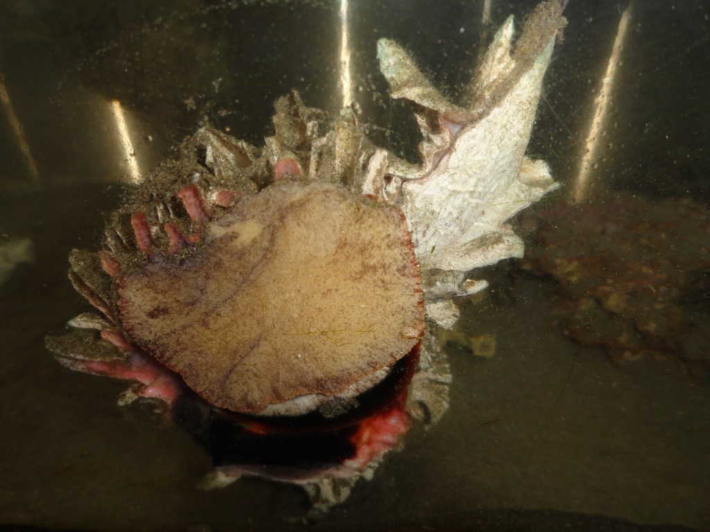 Foto: Caracol - Atacames (Esmeraldas), Ecuador